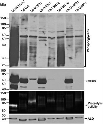 Leishmania braziliensis: Strain-Specific Modulation of Phagosome Maturation